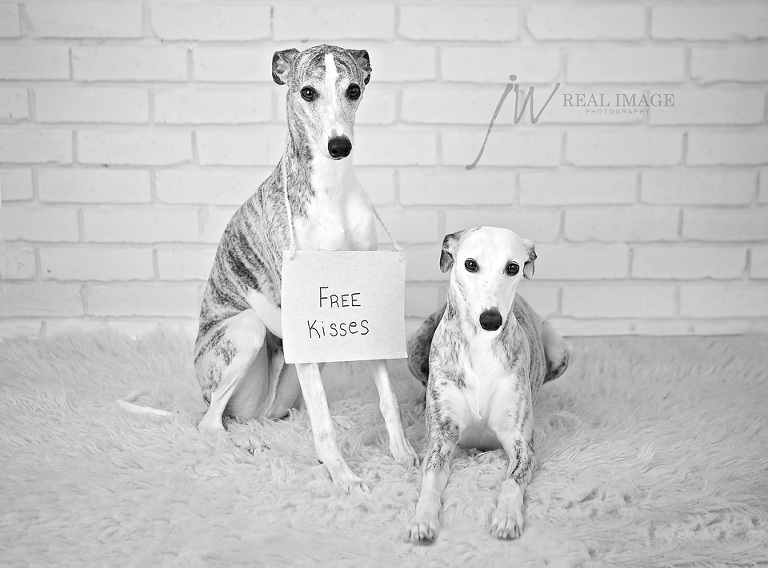 whippetkisses1copy