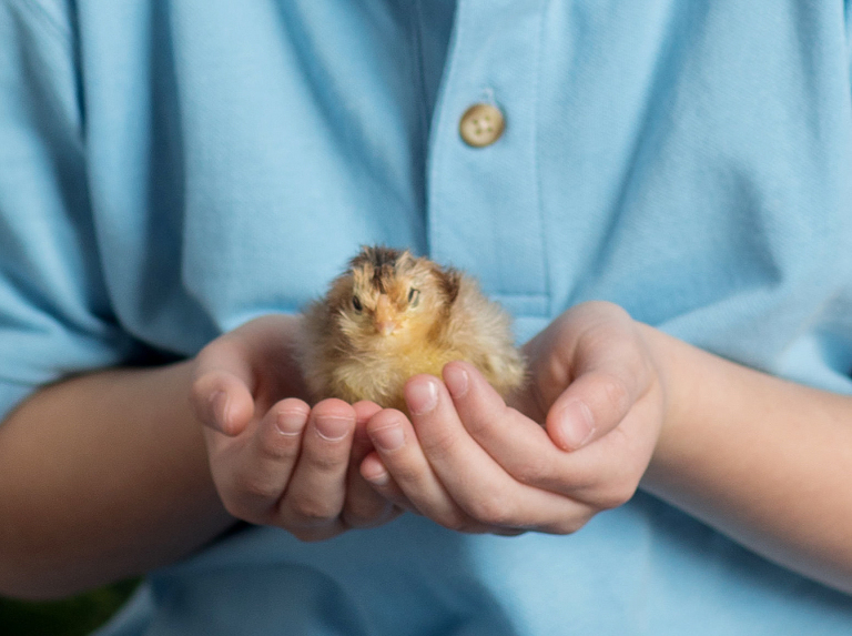Easter mini sessions with baby chick in studio at Real Image Photography