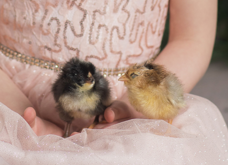 Easter mini sessions with baby chick in studio at Real Image Photography
