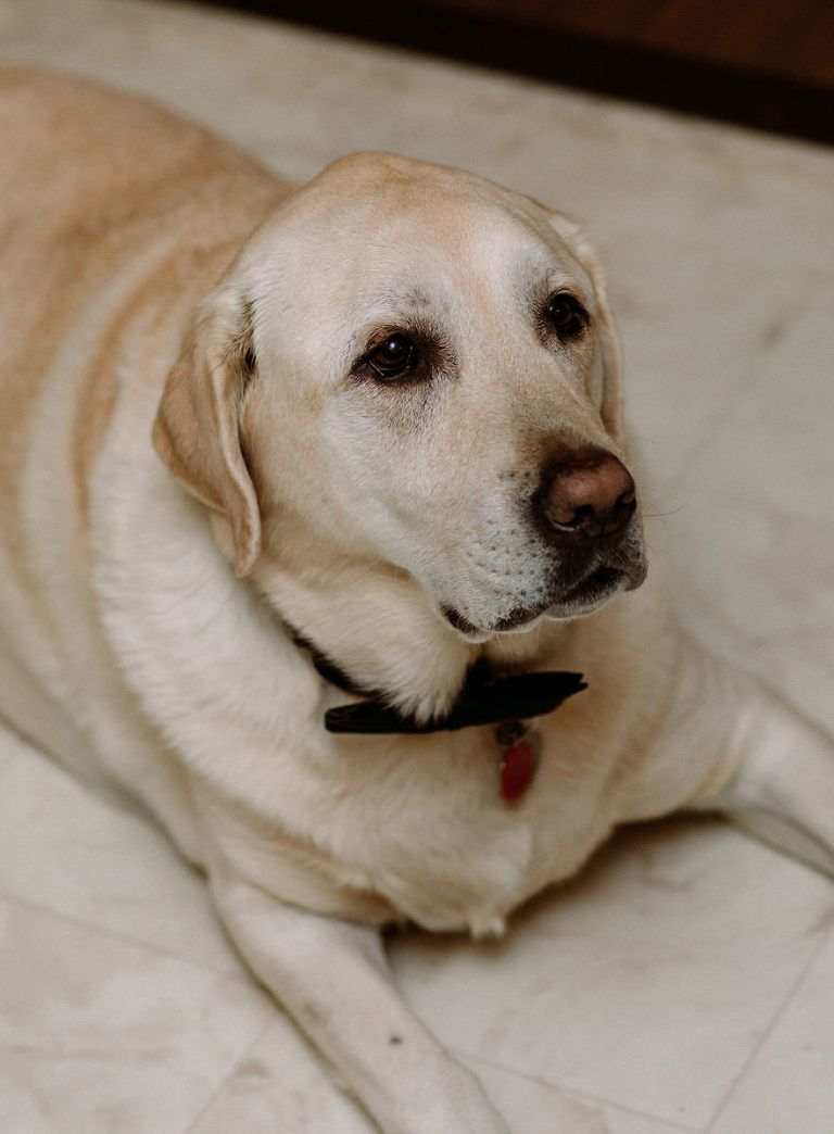Jen and Aarons wedding in Windsor Ontario photographed by Jillian Wilhelm of Jillian Wilhelm Photography. Jillian Wihelm Photography is a full service studio serving southwest ontario and destinations around the world.
